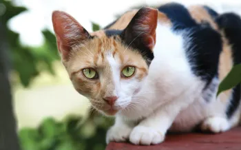 Portrait of a pretty cat outside with a tipped ear