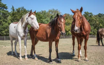 Three healthy horses, thrive after being rescued