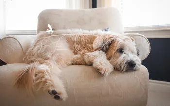 Photo illustration showing a dog affected by heartworm
