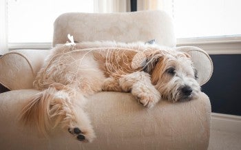 Photo illustration showing a dog affected by heartworm
