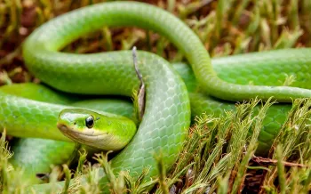 Green snake in grass