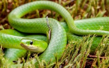 Green snake in grass