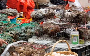 Live animals in cages at a wet market in China