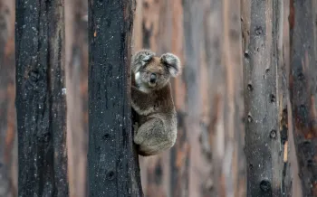 Koala in charred trees after the Australia wildfires
