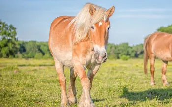Horses in field with blue sky