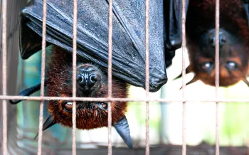 Bats hanging upside down in a cage at a wildlife market in Indonesia to be sold for food