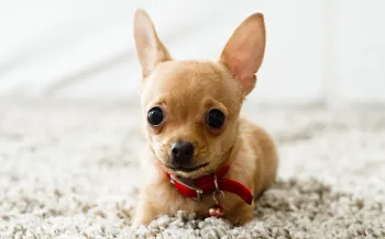 Portrait of a small dog laying on carpet
