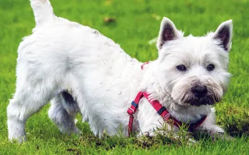 Dog digging in the grass