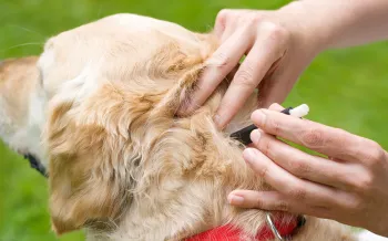 A person puts tick medicine on the back of a golden retriever's neck