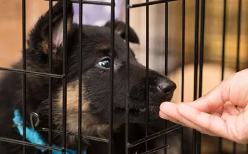 Positive reinforcement will help you crate train your dog