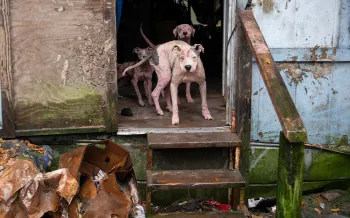 Dogs living in severe neglect, rescued by HSUS