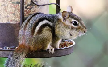 Chipmunk outside, on bird feeder