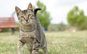 A cute cat walking outdoors