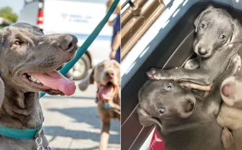 Pearl (left) and her puppies (right)