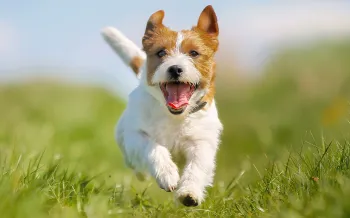 happy dog running outside in the grass
