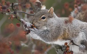 Gray Squirrel in tree eating berries