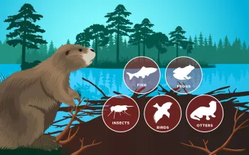 Illustration of a beaver in it's natural habitat