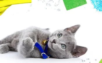 Grey cat surrounded by cleaning products