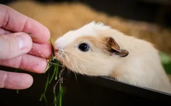 Hand-feeding a baby guinea pig some grass