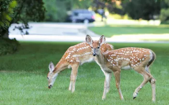 Two deer in a landscaped yard.