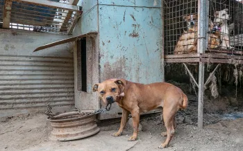 Dogs in filthy conditions at a dog meat farm in South Korea