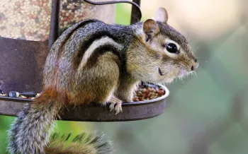 chipmunk on a bird feeder