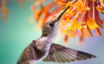 hummingbird sipping nectar from orange flowers