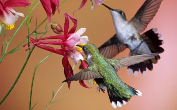 hummingbirds sipping nectar from bright red flowers