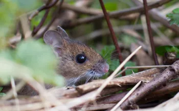 small mouse hiding in brush