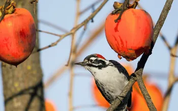 woodpecker on persimmon tree