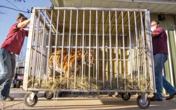 Elsa the tiger in a cage on wheels being moved to her new home