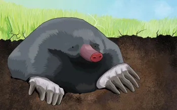 Illustration of a mole peeking out of a burrow