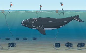 Illustration showing how right whales get entangled in the fishing lines of lobster ctraps.