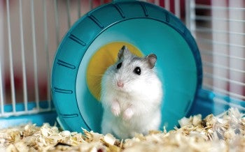 Photo of a cute white gerbil