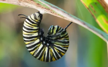 fat caterpillar curled on a leaf stalk