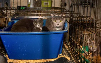 Several cats tightly crammed inside a dirty cage.