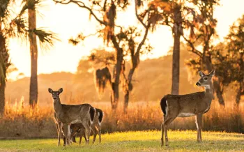 Deer gather in a field at sunset on Fripp Island, SC.