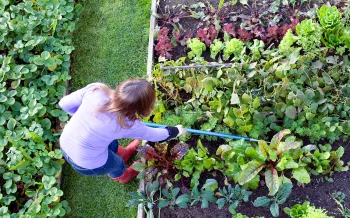 overhead view of a woman tending her garden