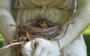 baby robin sitting in a nest