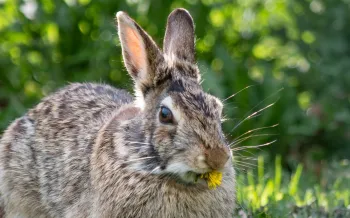 brown rabbit in the grass