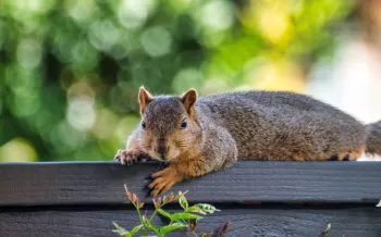 A squirrel on a fence on a beautiful day
