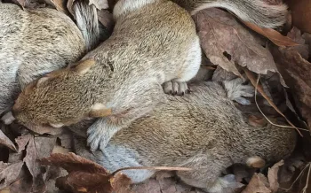 Wearing gloves, Lori Thiele relocates the baby squirrels to a cardboard pet carrier