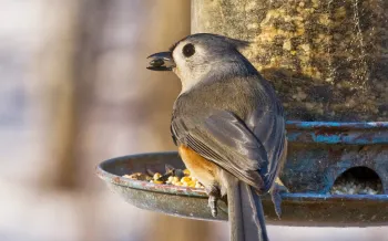 a small bird eats seeds from a hanging bird feeder