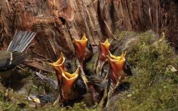 Bird and babies in the nest tucked in a tree trunk