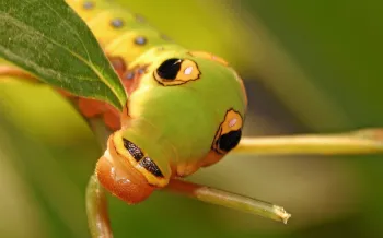 a green spicebush swallowtail caterpillar munches on a leaf