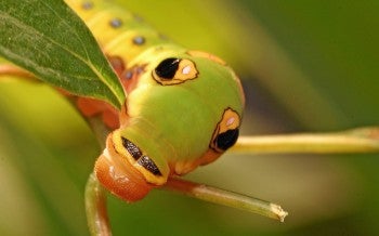 a green spicebush swallowtail caterpillar munches on a leaf