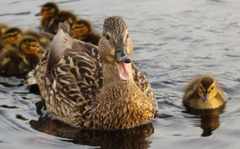 mother duck with her ducklings swimming in water