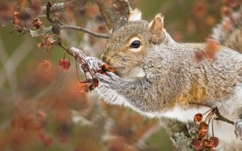 Gray squirrel eating in a tree