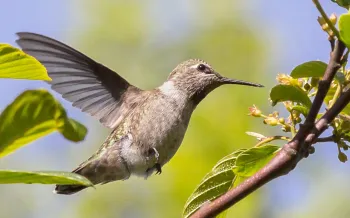 hummingbird sipping nectar from orange flowers