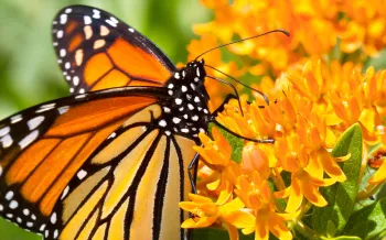 monarch butterfly on a milkweed flower